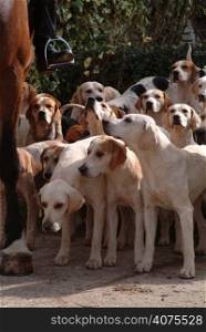 Foxhounds and a horse