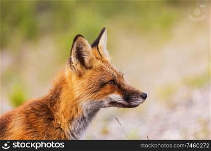 foxPortrait of a red fox (Vulpes vulpes) on a green background in summer season