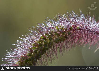 Foxtail grass