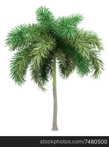 foxtail palm tree isolated on white background. 3d illustration