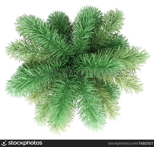 foxtail palm tree isolated on white background. top view. 3d illustration