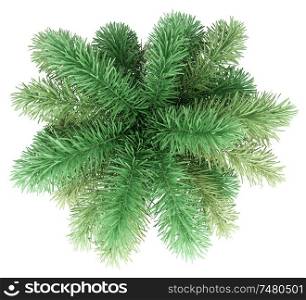 foxtail palm tree isolated on white background. top view. 3d illustration