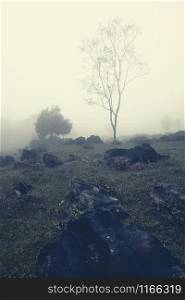 Fragile bare tree over the rocky hill in milky mist. Aquismon, Huasteca Potosina, Mexico.