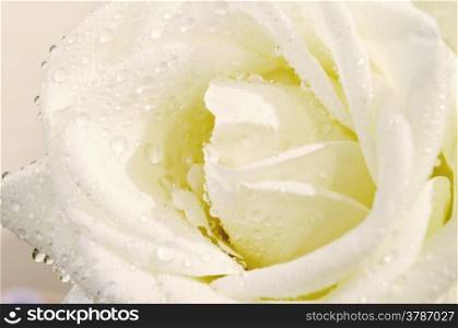 Fragile white rose with water drops. Macro