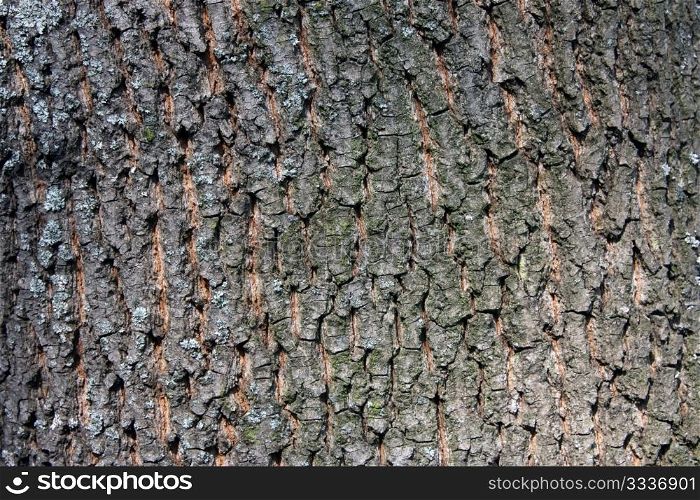 Fragment of a bark of an oak
