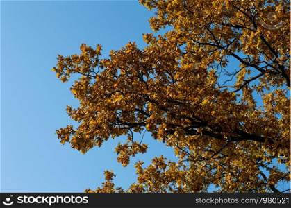 fragment of an oak tree with golden foliage, fall, a subject seasons and the nature