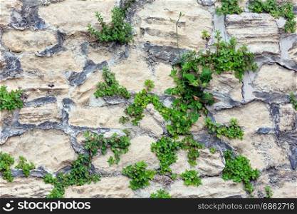 Fragment of old stone wall with plants (architectural background pattern).
