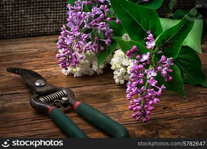 fragrant bush may lilac on background of scissors on wooden table. Bush may lilac