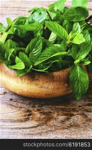Fragrant mint leaves. Cut branches with leaves of peppermint in a wooden tub
