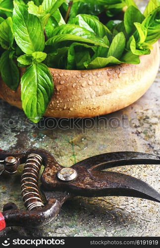 Fragrant mint leaves. Cut branches with leaves of peppermint in a wooden tub