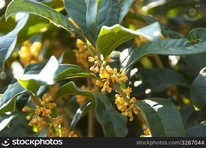 Fragrant orange-colored olive