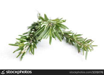 Fragrant rosemary herbs isolated on white