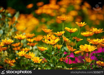 fragrant sunny flower garden