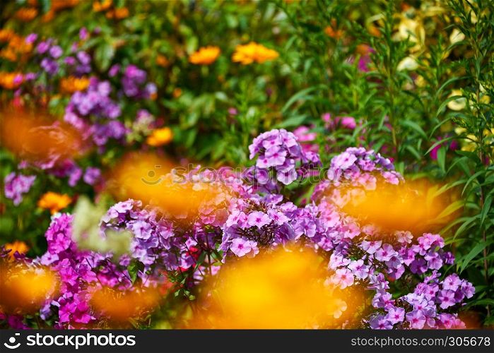 fragrant sunny flower garden