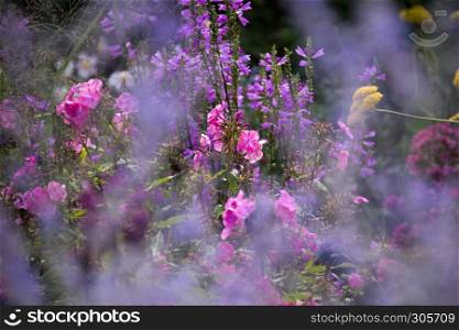 fragrant sunny flower garden
