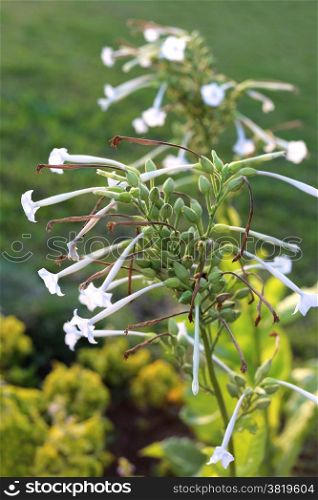 Fragrant tobacco flowers closeup