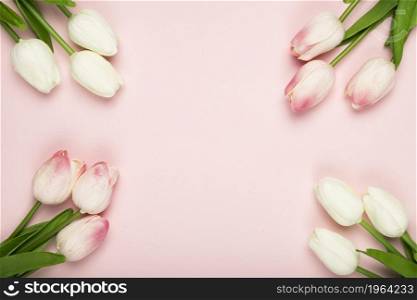 frame blossom tulips with copy space. High resolution photo. frame blossom tulips with copy space. High quality photo