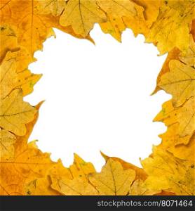 frame composed of colorful autumn leaves over white