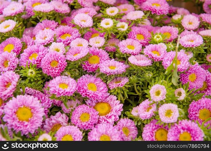 Frame filled with pink Asters