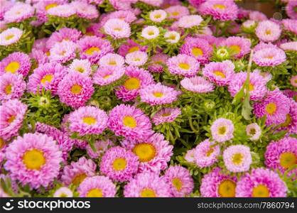 Frame filled with pink Asters