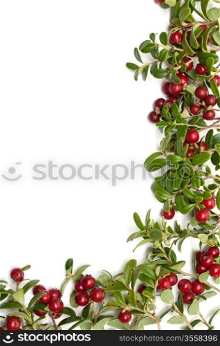 Frame from sheet and fruit of the cowberry on white background
