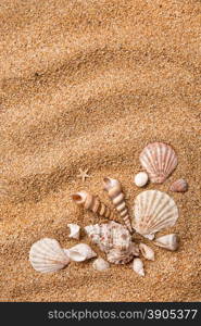 frame from various shells on sand