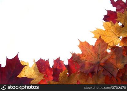 frame made of beautiful autumn leaves