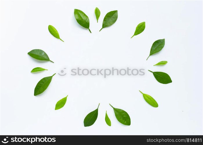 Frame made of green citrus fruit leaves on white