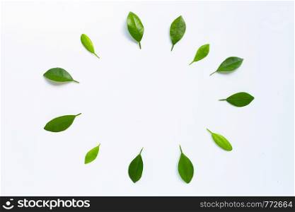 Frame made of green citrus fruit leaves on white background