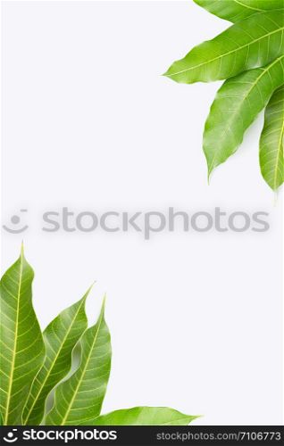 Frame made of mango leaves on white background. Top view