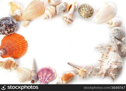 frame made of many sea cockleshells on white surface