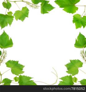 frame made of vine leaves isolated on white background