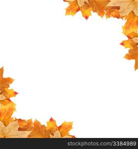frame maple leaves