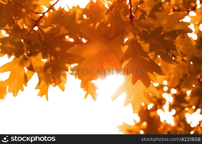 frame of autumn leaves isolated