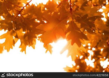 frame of autumn leaves isolated