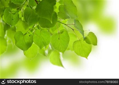 frame of birch leaves isolated