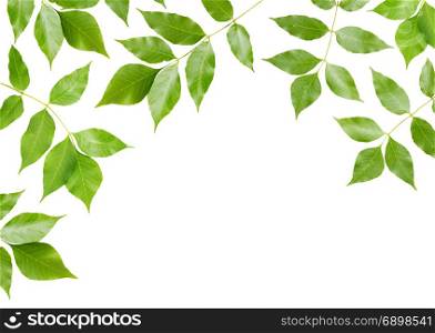 Frame of Branches of maple with green leaves, isolated on white background