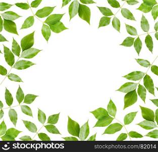 Frame of Branches of maple with green leaves, isolated on white background
