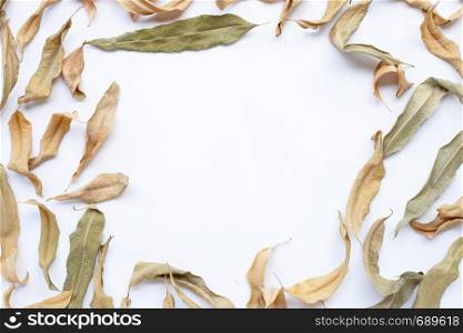 Frame of eucalyptus dry leaves with copy space on white background