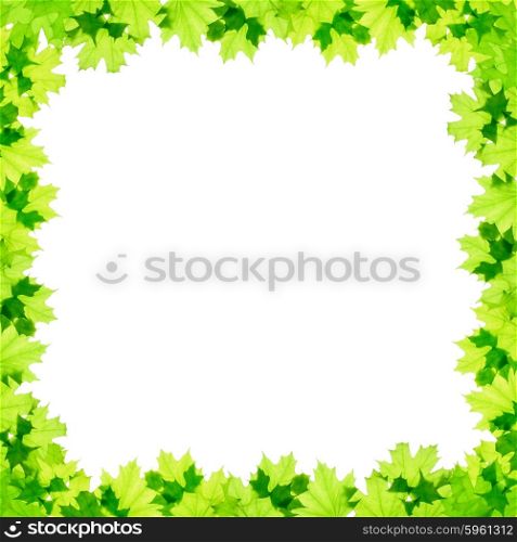 Frame of green maple leaves isolated