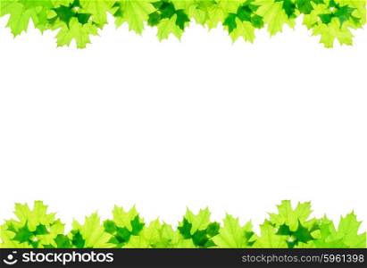Frame of green maple leaves isolated