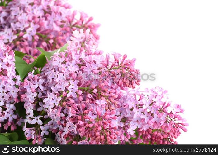 Frame of lilac bouquets with purple flowers and green leafes. Isolated on white background. Close-up. Studio photography.