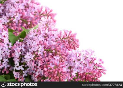 Frame of lilac bouquets with purple flowers and green leafes. Isolated on white background. Close-up. Studio photography.