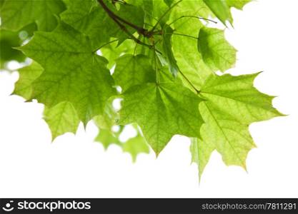 frame of maple leaves isolated