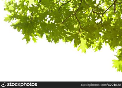 frame of oak leaves isolated