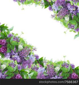 Frame of of Lilac flowers on white background