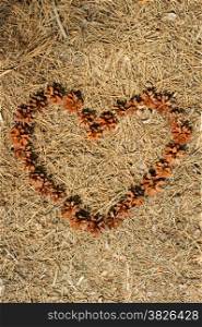 frame of pine cones - Heart.