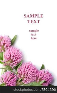 frame of pink clover flowers isolated with copyspace