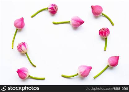 Frame of pink lotus flowers on white background.
