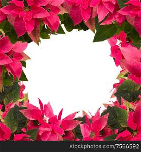 frame of pink poinsettia flower or christmas star isolated on a white background . frame of pink poinsettia flower or christmas star
